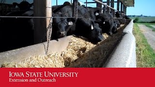 Feedlot Runoff Management