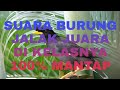 Vidio Suara Burung Jalak Juara Di Kelasnya Mp3 - Mp4 Download