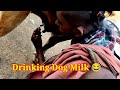 Drinking Dog Milk 😆