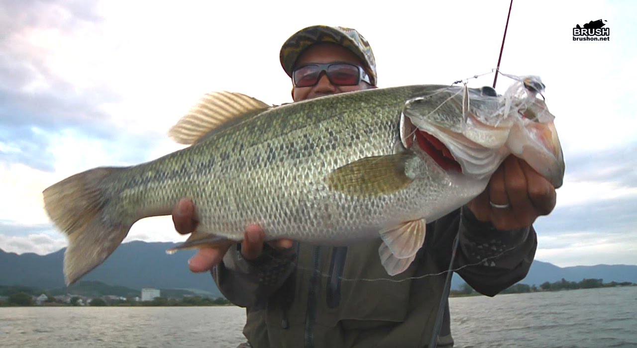 V-FLAT | History of Megabass | Megabass - メガバス オンラインショップ