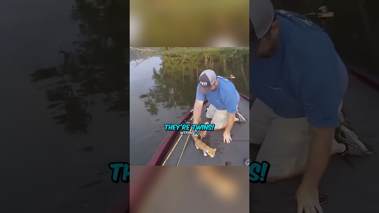 «Кэтфишинг» стал по-настоящему серьёзным делом 😂