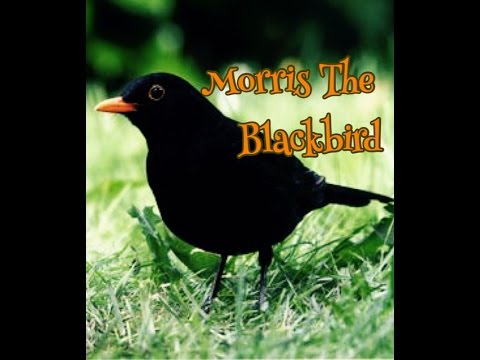 Morris The Blackbird - Children's Bedtime Story/Meditation