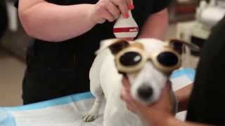 Animal Medical Center of Forney - Short | Forney, TX