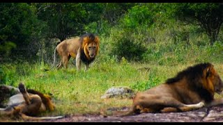 Gomondwane Male Lion Coalition, Expecting Incoming Threats! Visitors incoming! Kruger National Park!