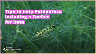 Cleaning the Ornamental Garden Volunteer Gardener