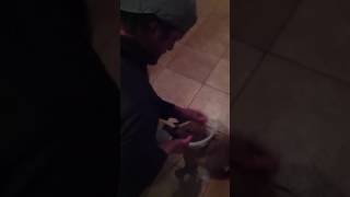 Building A Solid Foundation With Your Retriever Dog