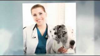 Pruyn Veterinary Hospital