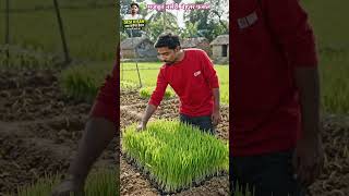 🌾 धान की नर्सरी ऐसे बनाएं मजबूत 💰 #shorts #ricefarming #dhankikheti #farming #kisan