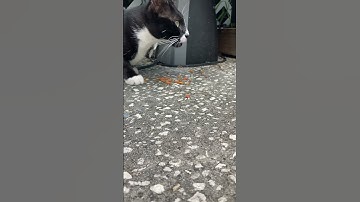 Catnips Philosophy 101 #catnip #cats #funny #viral