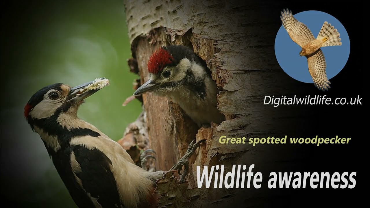 Digitalwildlife.co.uk - Great spotted Woodpecker - awareness