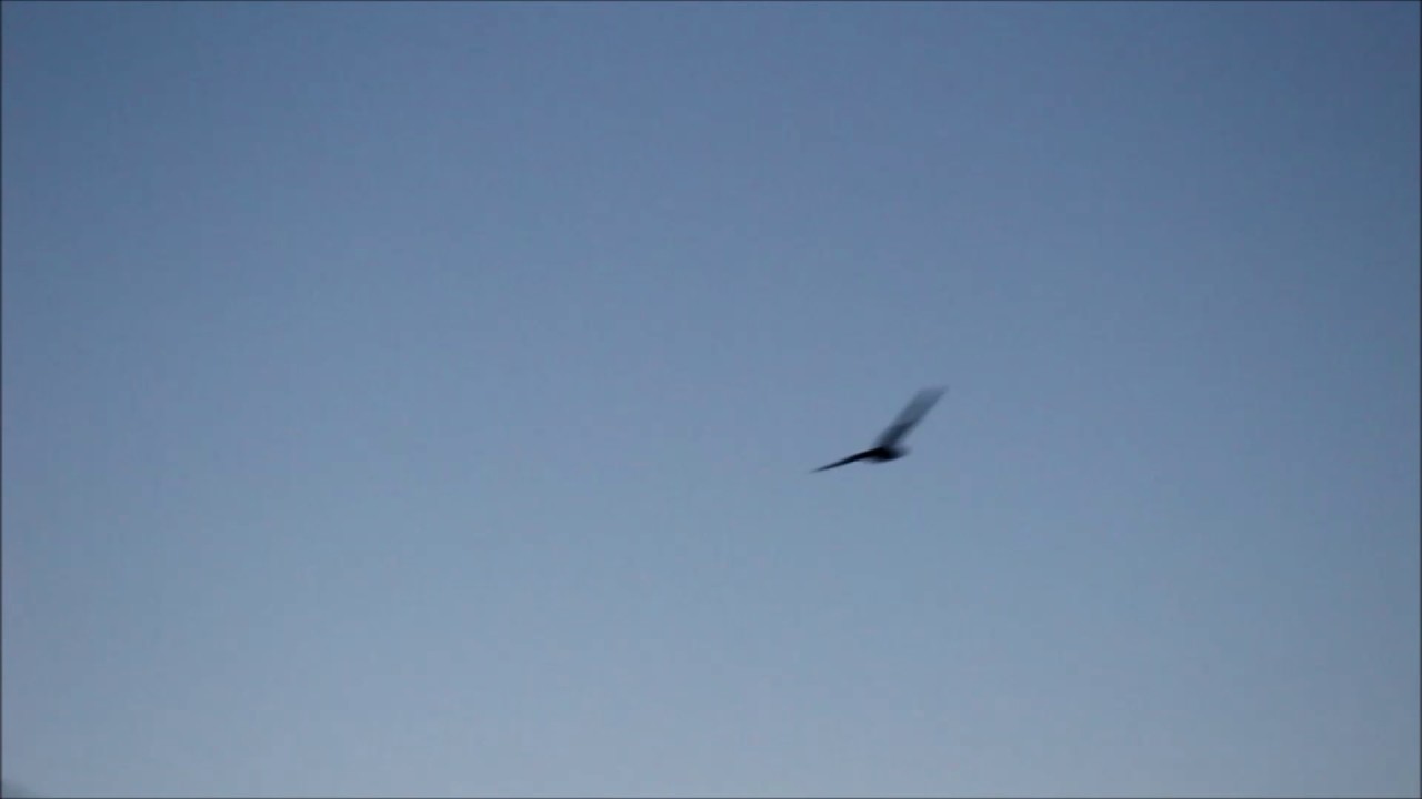 Nightjars 