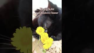 Pati ve Çiçek En Masum Buluşma, Dijital Mola, DijitalHuzurBahçesi, Digital Rest