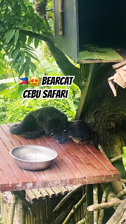 🇵🇭😍 BEAR CAT / BALINTURONG CEBU SAFARI #bearcat #bearcats #cebusafari #wildanimals #animallovers