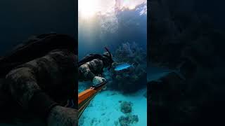#UnderwaterHunt #SpearfishingAction #DeepSeaHunting #RealisticDiving #UnderwaterSurprise