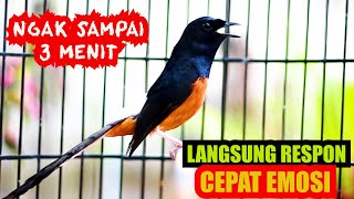 Pancingan Murai Batu Gacor Sekali Dengar Ampuh Bikin Murai Apapun Langsung Emosi