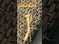 DO YOU THINK PRAYING MANTIS PRAY? Edwin Williams sci res. #youtubeshorts. @edwinwilliams7767