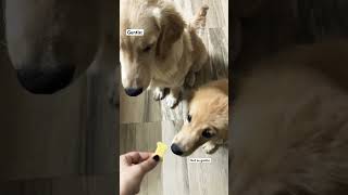 Two types of golden retriever😭😍🥰#goldenretriever  #cuteness #viral #pets #shortvideo #puppy