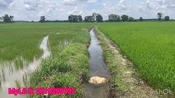 Cần bán nhanh DT 3 mẫu giá 87 triệu 1 công thuộc huyện mộc hóa tỉnh Long An