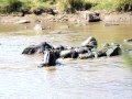 Crocodile vs. Pregnant Wildebeest vs. Adult Hippopotamous @ The Mara River, Tanzania, Africa