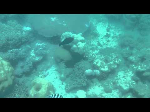 Great Barrier Reef, North Queensland