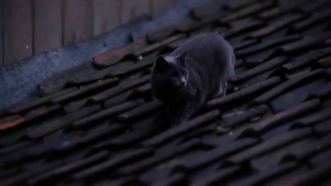 Cat on Roof, with Lumix DMC GH1