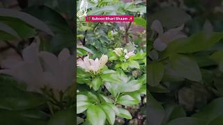 ✨ My Simple Daily Life | Evening Garden Vibes 🌿