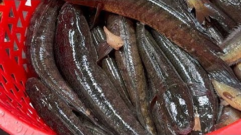 Đặt lờ cá lóc ngoài cánh đồng rậm rạp kết quả dính cá cực phê