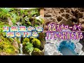 【イモリテラリウム水槽作り】②完結、滝を特大水槽で再現・癒しの空間をお楽しみください