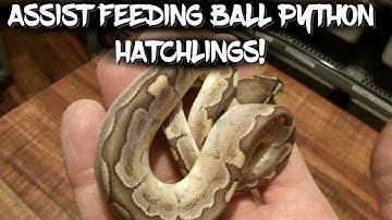 Assist Feeding Ball Python Hatchlings!