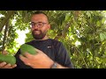 Lebanese Avocados; Good Agricultural Practices with Hussein in Zeita, Saida, South Lebanon