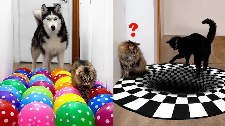 Owner Has NEW Challenges For  Dogs And Cats EVERY DAY | Part 3