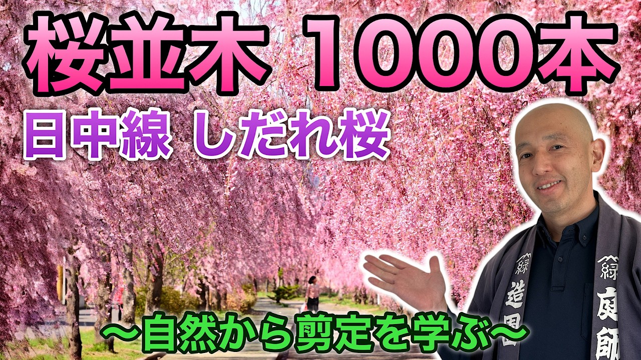 The Power to Bring Joy to Others] The Story of the Weeping Cherry