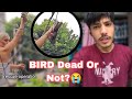 आज एक कबूतर बिजली के खंबे पे फंस गया😭 BIRD RESCUE