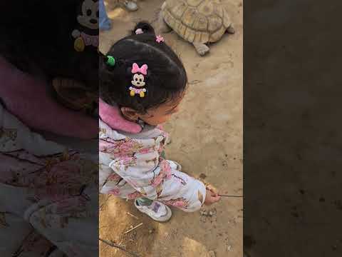 كوكى اكلت اكبر سلحفاة كامري  اكسبلور محركات     