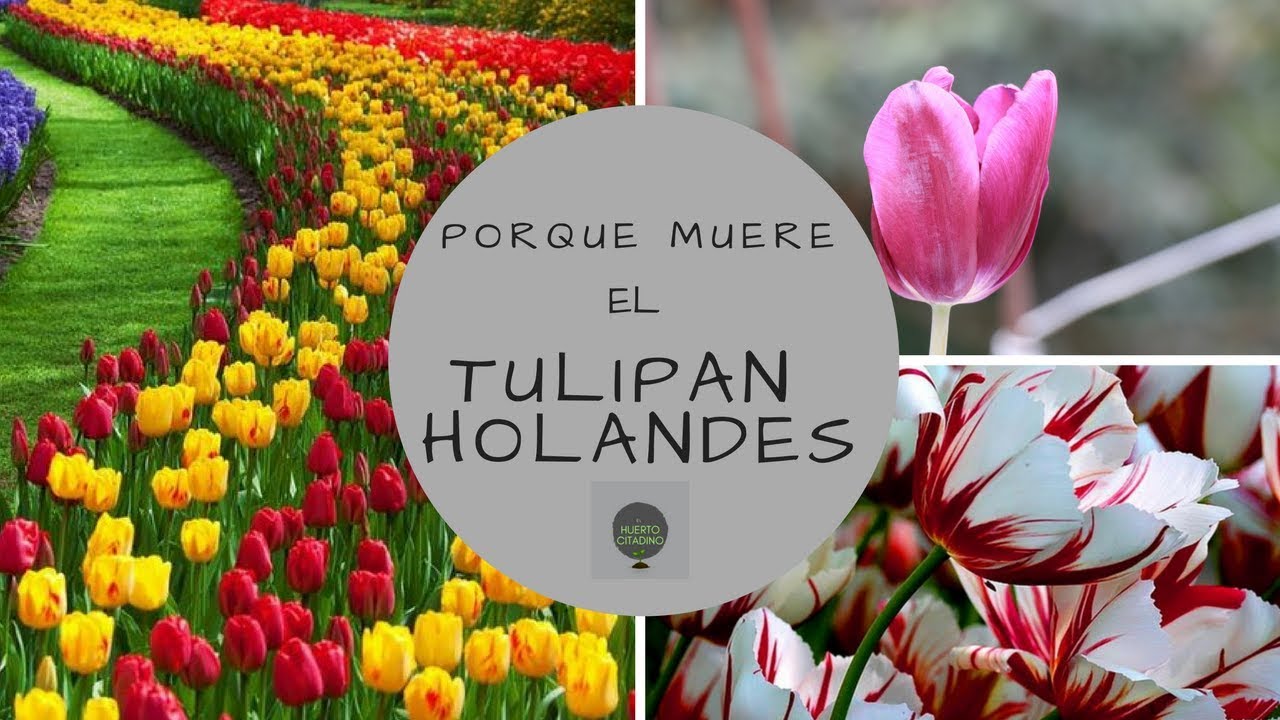 PORQUE NO VUELVE A FLORECER EL TULIPAN HOLANDES ? || REPRODUCCION - YouTube