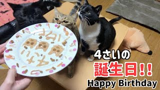 猫たちの誕生日にいつもより豪華なご飯をあげてみました♪