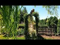 Trimming a WAY Overgrown Elderberry &amp; Climbing Roses! 🌿✂️🙌 // Garden Answer