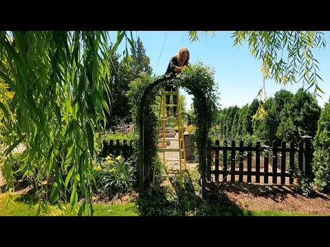 Trimming a WAY Overgrown Elderberry & Climbing Roses!
