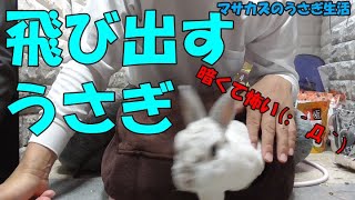 うさぎのほら穴ベッドでさらに快適に!!　マルカンのリバーシブルヒーターを差し込むだけ♪