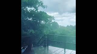 Rain Strom In Tikal Guatemala 2021 08 14 Rain Strom In Tikal Guatemala 2021 08 14