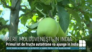 Merele moldoveneşti au ajuns în India. Containerul cu 100 de tone a fost livrat în 40 de zile