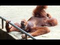 Sleepy orangutan doing foot exercises / ダラけたオランウータンの足体操
