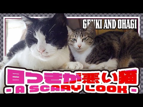 目つきが悪い猫 - a scary look -