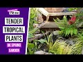 Tender Tropical Garden Plants Outdoors | UK tropical garden | Late Spring