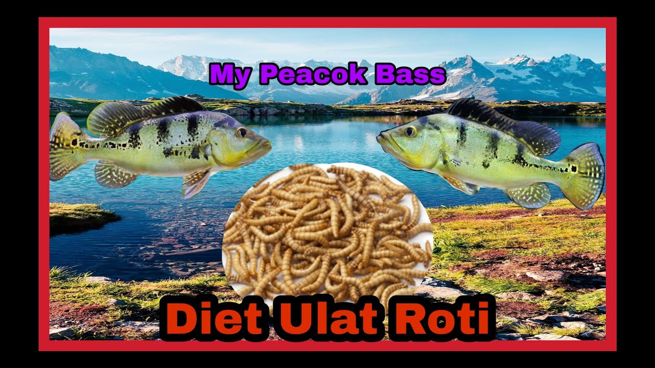 Feeding Time My Peacok Bass (mealworms) YouTube