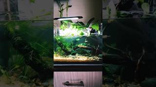 dream aquarium #aquarium #aquascape #ecosystem #aquaticplants #lowtech #selfsustainable