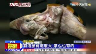 20151028中天新聞　不是玩笑！車禍被撞駕駛嗆「放虎咬人」
