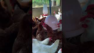 28 de julho, Dia do Agricultor