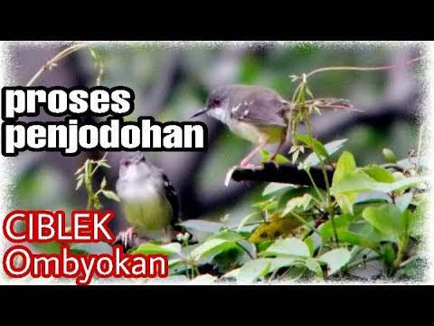 Cara menjodohkan burung CIBLEK || TERNAK CIBLEK 