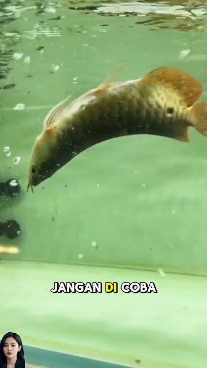 Panik!!!!ikan arwana peliharaan bersih aquarium #ikan #arwana #arowana #aquarium